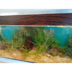 Mooi 1 meter aquarium 160 l met LED, filter, planten, vissen