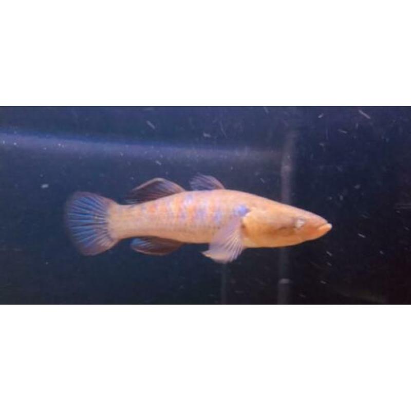 Zeldzame snakehead goby,gar,cichla,datnioides,channa,rog