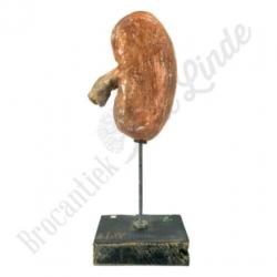Unieke oude vintage Anatomisch model nier No.2