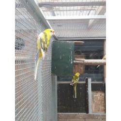 Stel bonte Penanten split blauwbont x geelbont