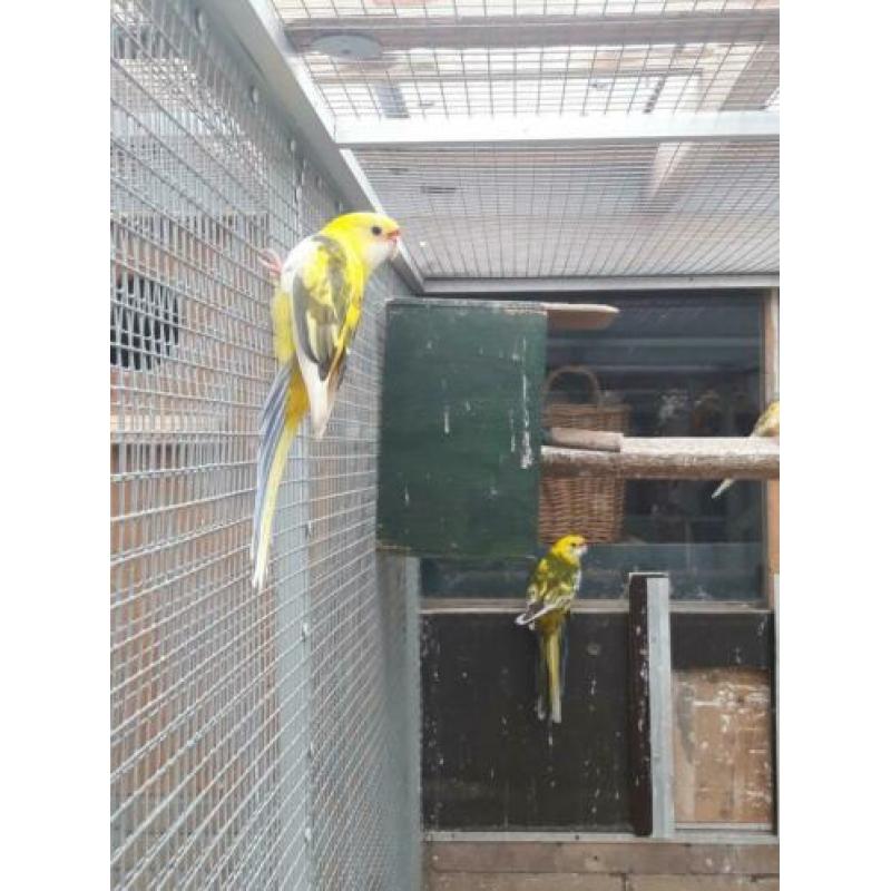 Stel bonte Penanten split blauwbont x geelbont