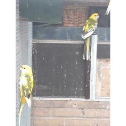 Stel bonte Penanten split blauwbont x geelbont