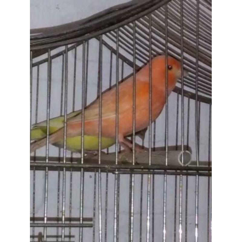 Zeer mooie oranje kanarie man super zanger