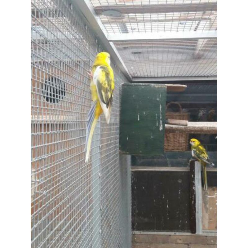 Stel bonte Penanten split blauwbont x geelbont