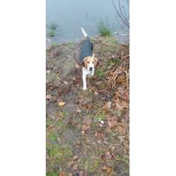 Beagle 11 manden
