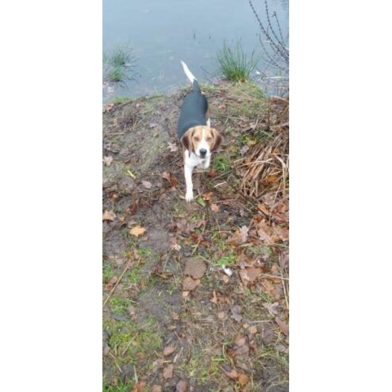 Beagle 11 manden