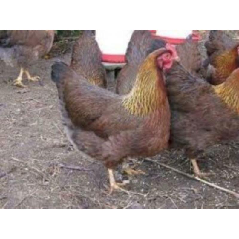 WelsumerKippen,Barnevelder,Araucana,Marans,Amrock,Sussex,NHB