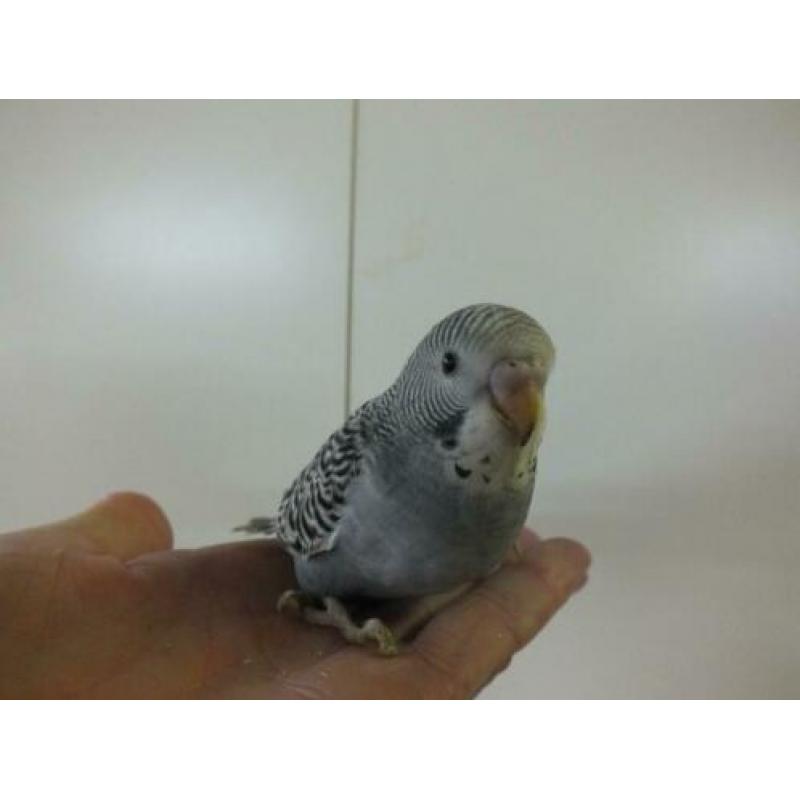 lieve piepjonge handtamme parkietjes te koop bij hobbykweker