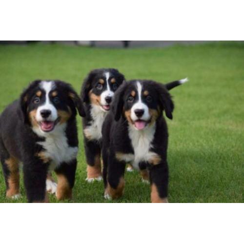 Berner Sennen pups prachtig gebouwd