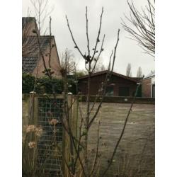 Vijgenboom te koop