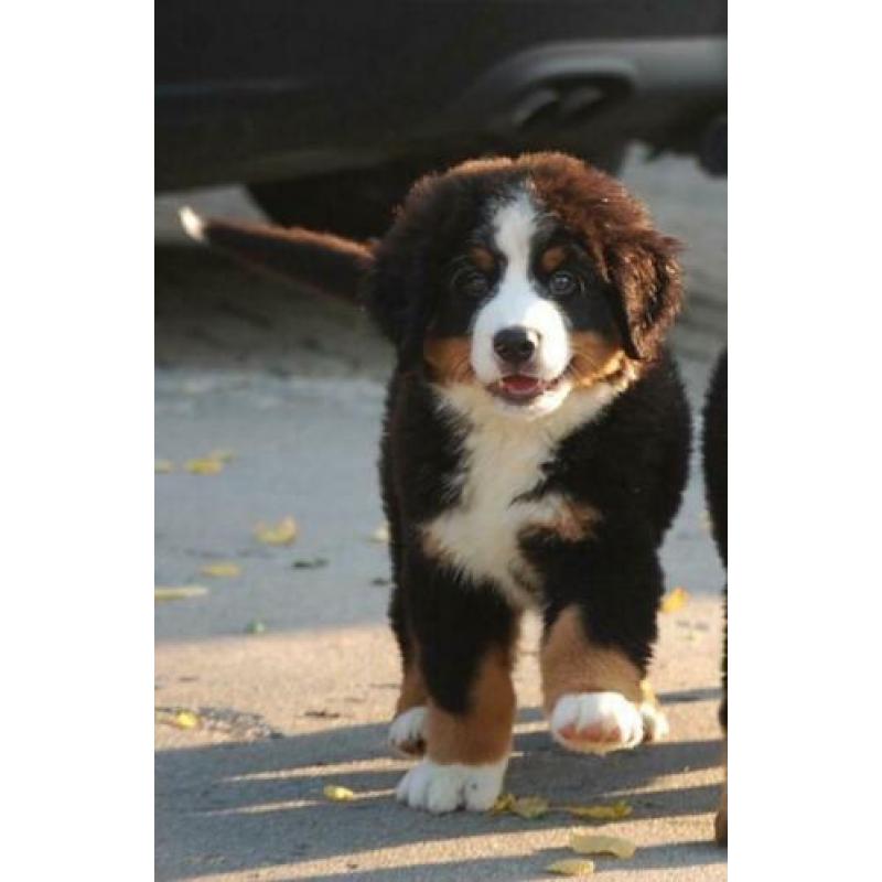Berner Sennen pups prachtig gebouwd