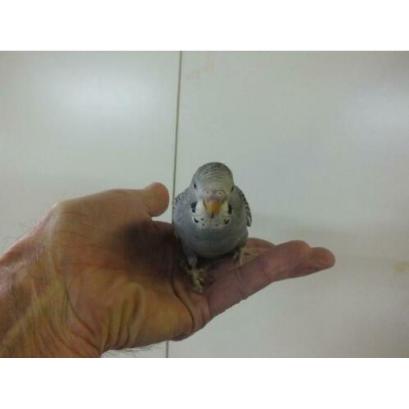 lieve piepjonge handtamme parkietjes te koop bij hobbykweker