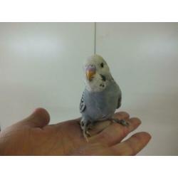 lieve piepjonge handtamme parkietjes te koop bij hobbykweker