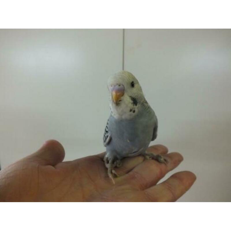 lieve piepjonge handtamme parkietjes te koop bij hobbykweker