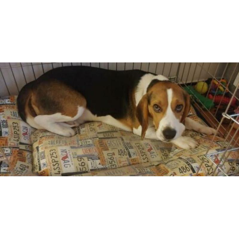 Beagle 11 manden