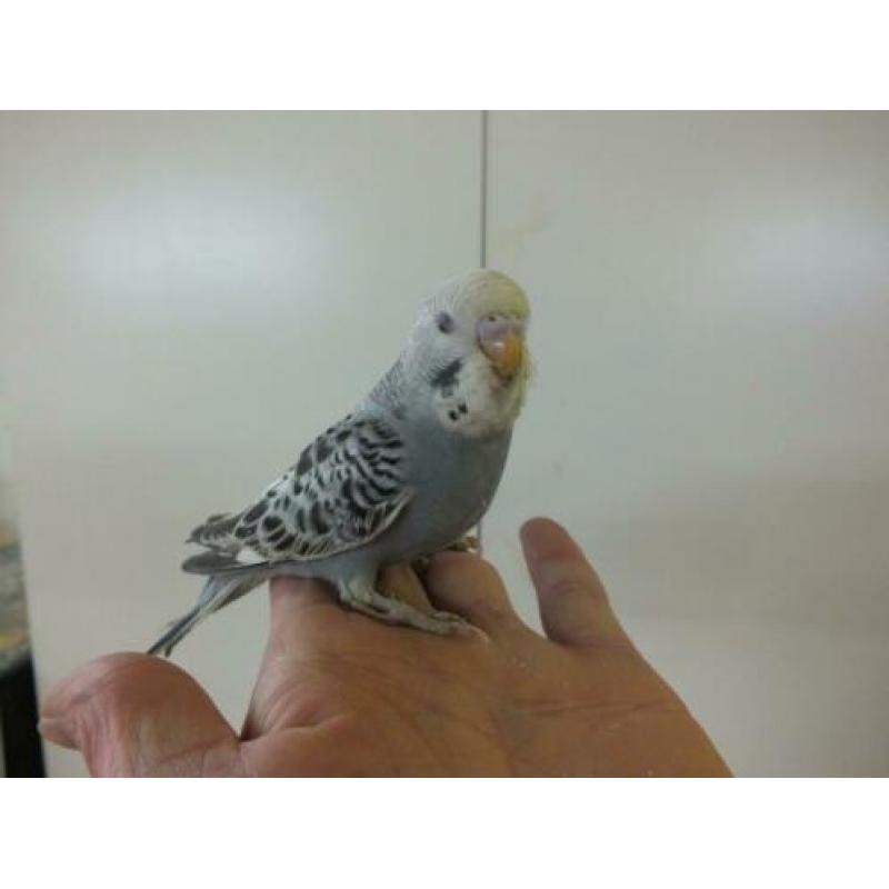 lieve piepjonge handtamme parkietjes te koop bij hobbykweker