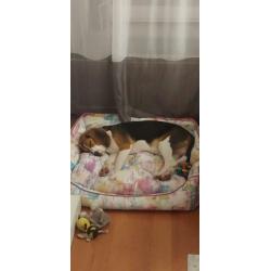Beagle 11 manden