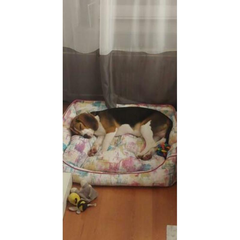 Beagle 11 manden