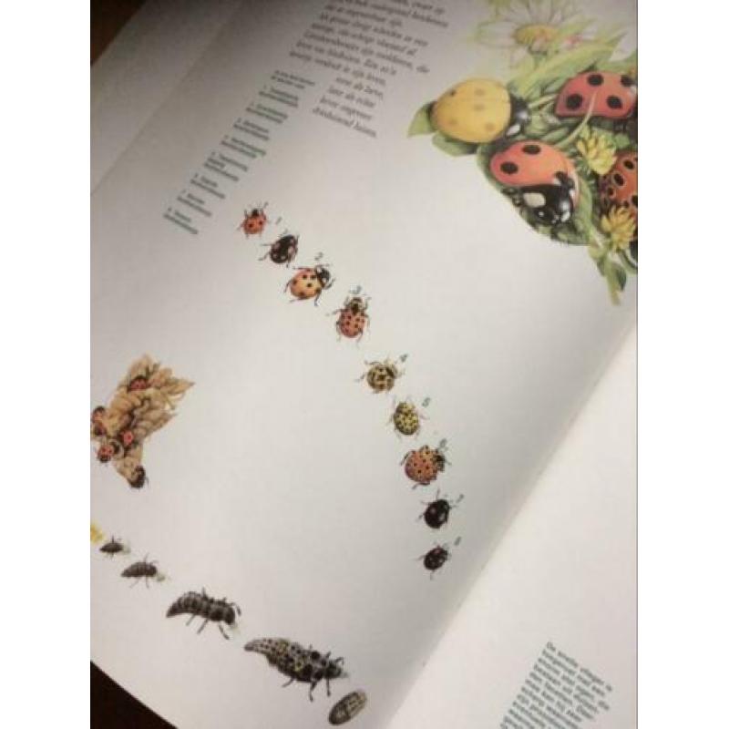 Boek Een kleine wereld illustraties MARJOLEIN BASTIN aquarel