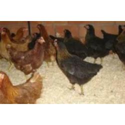 WelsumerKippen,Barnevelder,Araucana,Marans,Amrock,Sussex,NHB