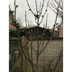 Vijgenboom te koop