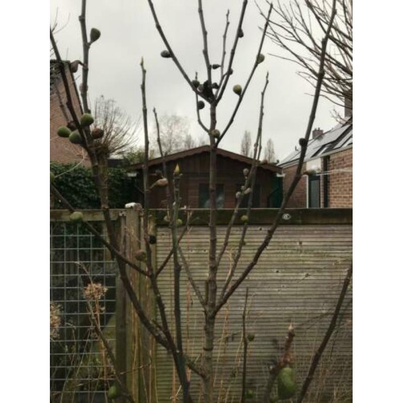 Vijgenboom te koop