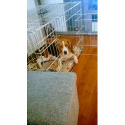 Beagle 11 manden