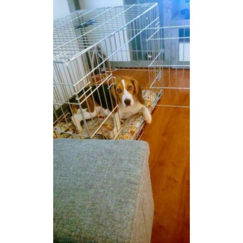 Beagle 11 manden