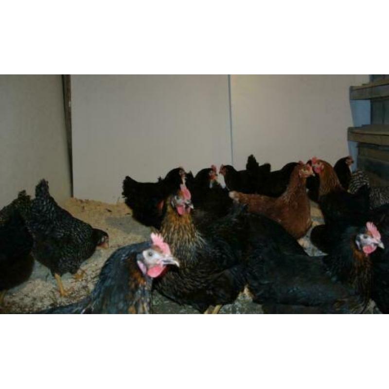 WelsumerKippen,Barnevelder,Araucana,Marans,Amrock,Sussex,NHB