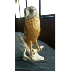 Goebel uil