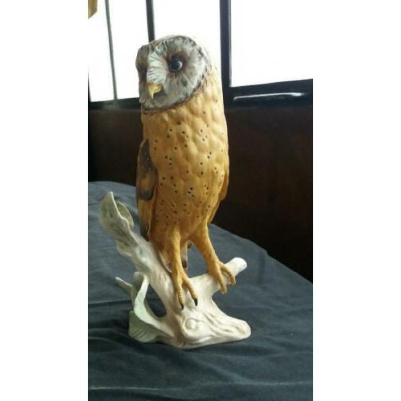 Goebel uil
