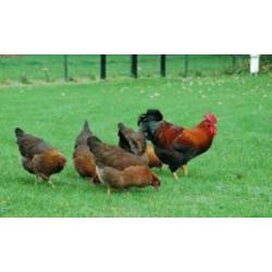WelsumerKippen,Barnevelder,Araucana,Marans,Amrock,Sussex,NHB