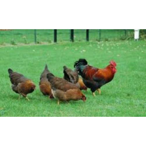WelsumerKippen,Barnevelder,Araucana,Marans,Amrock,Sussex,NHB