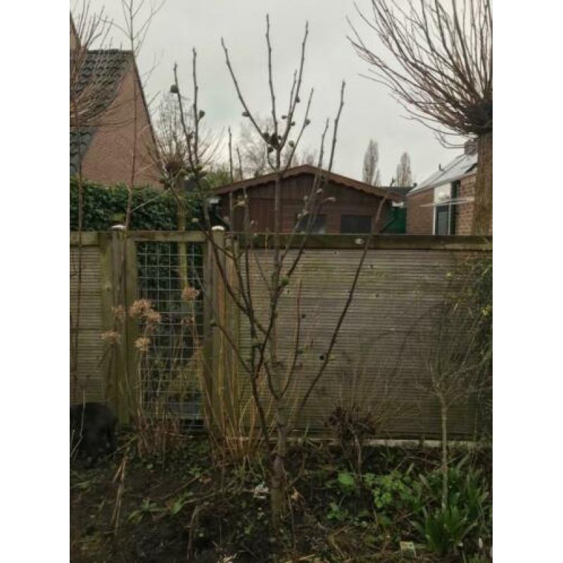 Vijgenboom te koop