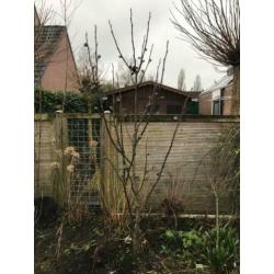 Vijgenboom te koop