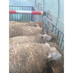 Schapen te koop