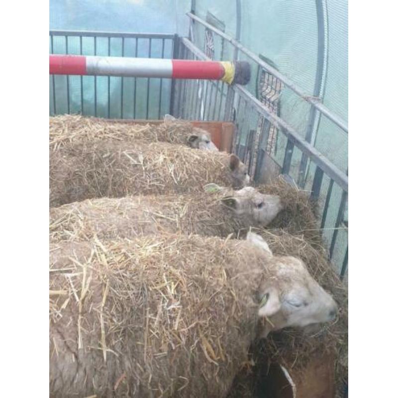 Schapen te koop
