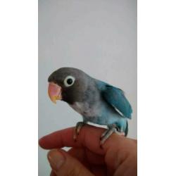 Jong koppel agapornis blauw 40 e