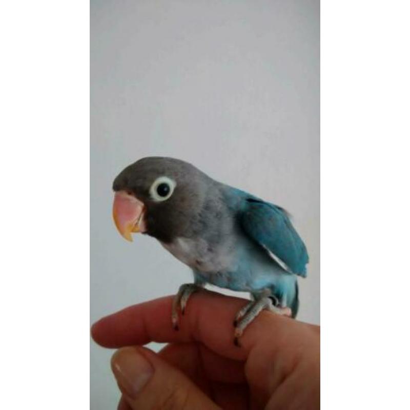 Jong koppel agapornis blauw 40 e
