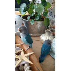 Jong koppel agapornis blauw 40 e