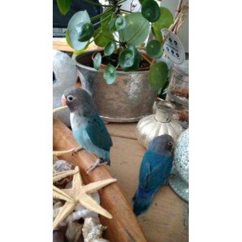 Jong koppel agapornis blauw 40 e