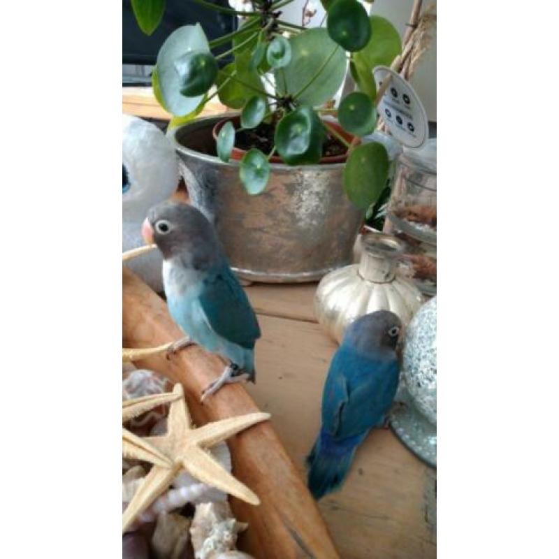 Jong koppel agapornis blauw 40 e