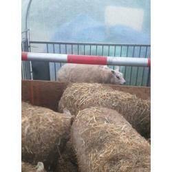 Schapen te koop