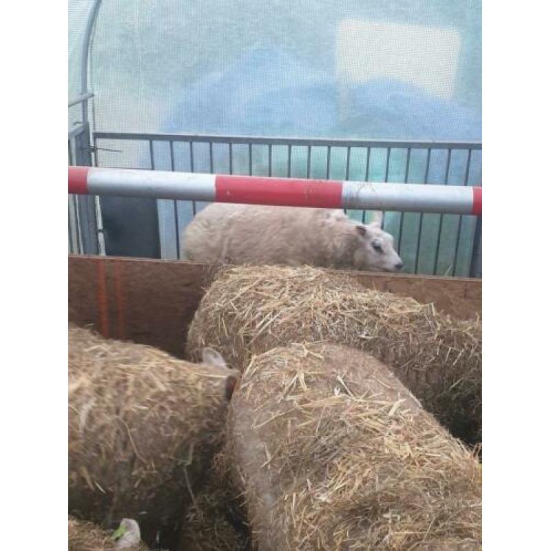 Schapen te koop