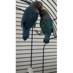 Jong koppel agapornis blauw 40 e