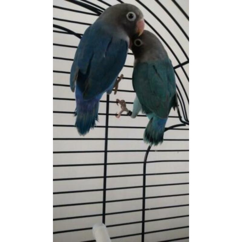 Jong koppel agapornis blauw 40 e