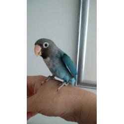 Jong koppel agapornis blauw 40 e
