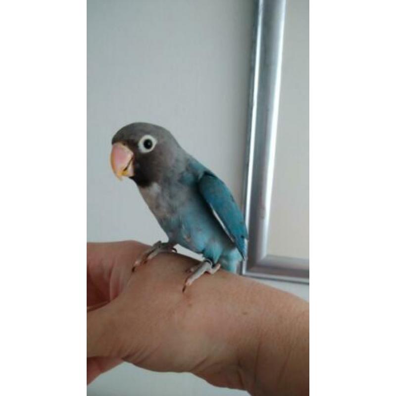 Jong koppel agapornis blauw 40 e