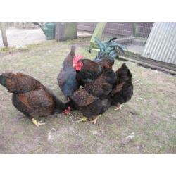 Broedeieren Barnevelder krielkip (dubbel gezoomd)