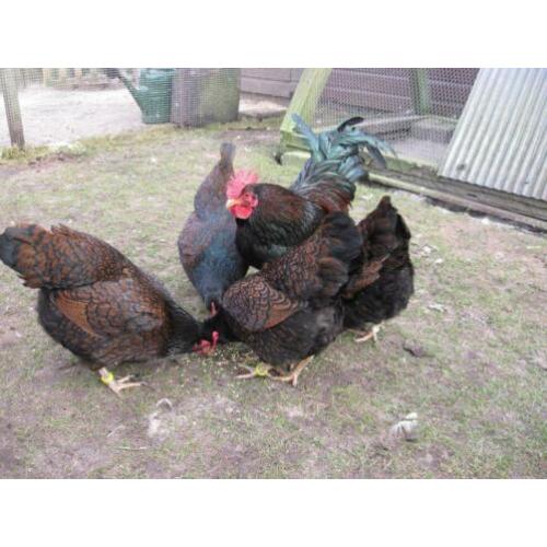 Broedeieren Barnevelder krielkip (dubbel gezoomd)